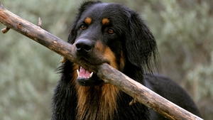 bt-hovawart-kop-met-stok-in-bos bt-hovawart-kop-met-stok-in-bos