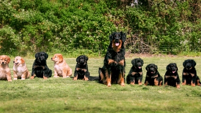Nestje Hovawarts Nestje Hovawarts