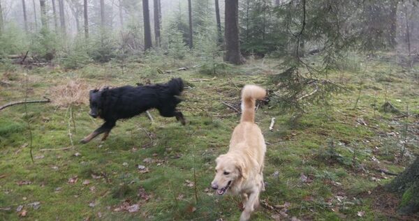 hovawartrasverenigingnederland-34-720x380 hovawartrasverenigingnederland-34-720x380